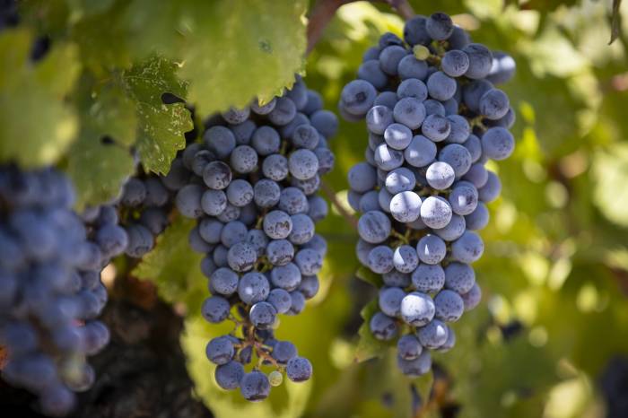 La vendimia en Cigales crece un 15,6% y alcanza los 7 millones de kilos de uva