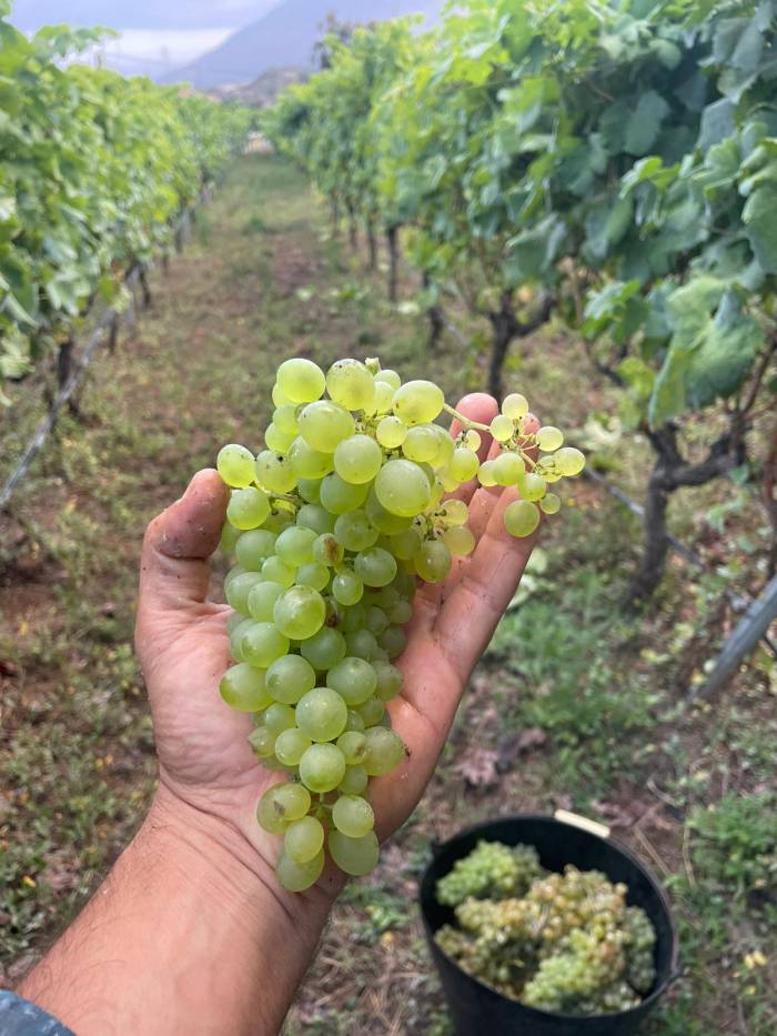 La vendimia en Tacoronte-Acentejo cae a 402.000 kilos, el mínimo del siglo por la sequía y el calor