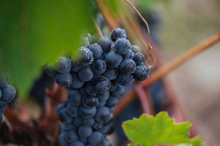Rioja recoge más de 225 millones de kilos de uva en el año de su centenario