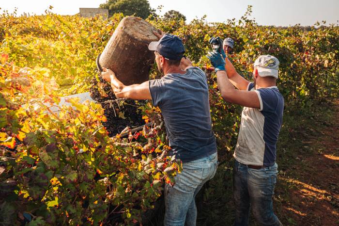 CNAOC Opens General Assembly to 58,000 French Winegrowers Amid Rising Concerns Over AOC and Financial Strains