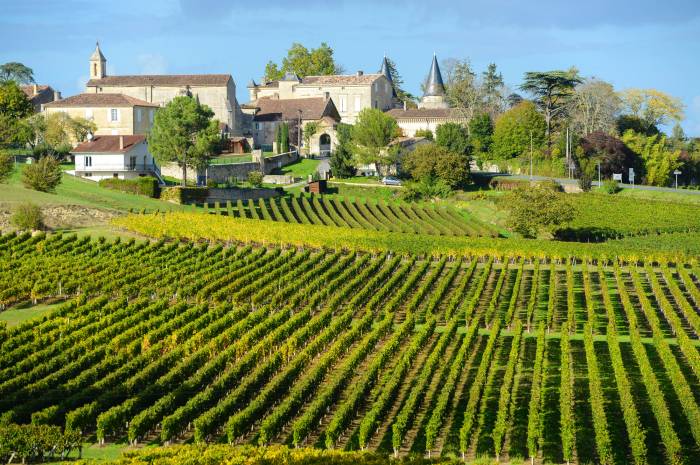 French Wine Industry Faces Surplus Crisis as Aging Owners Leave Vineyards Abandoned
