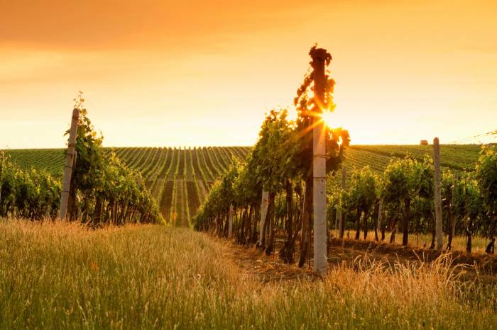Spanish Vineyard Land Prices Edge Up to €16,327 per Hectare in 2024 Amid Regional Swings