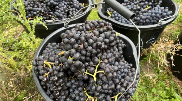 Record Grape Harvest Boosts English Wine Industry Amid Unprecedented Summer Heat