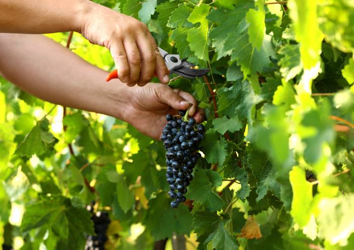 French Wine Production Falls Below Five-Year Average Amid Heatwave and Regional Disparities