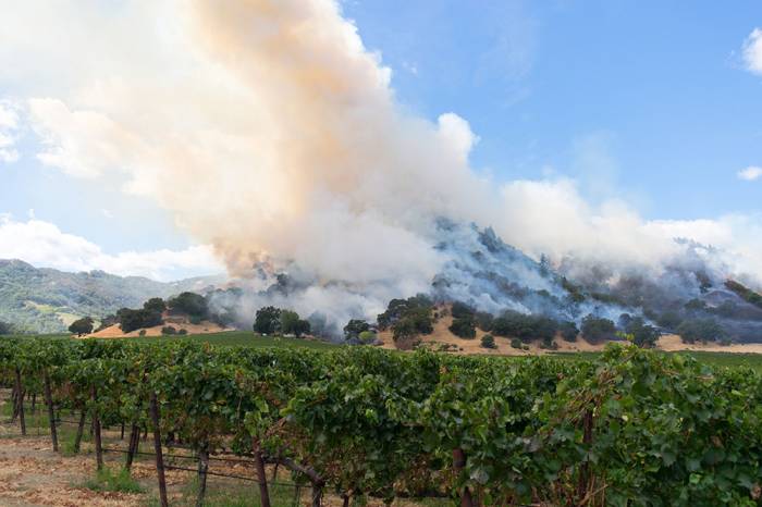 Wildfire Smoke Threatens West Coast Vineyards as Industry Leaders Seek Solutions