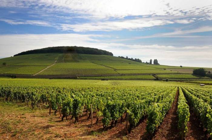 Languedoc Reinvents Its Wine Identity With Quality, Diversity and Innovation