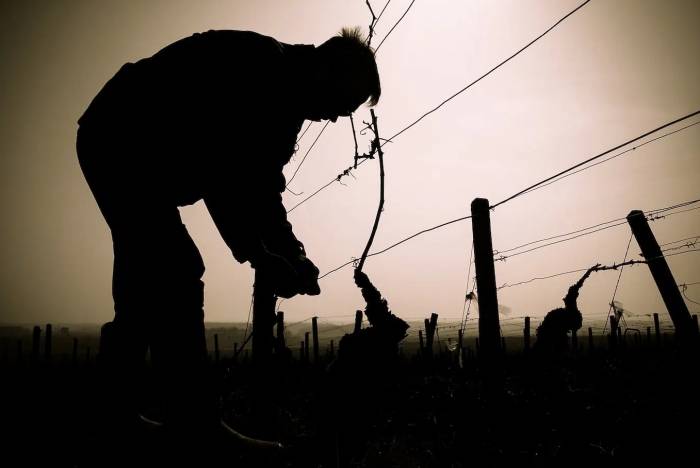 German Wine Industry Faces Deepening Crisis Amid Falling Demand and Surplus Production