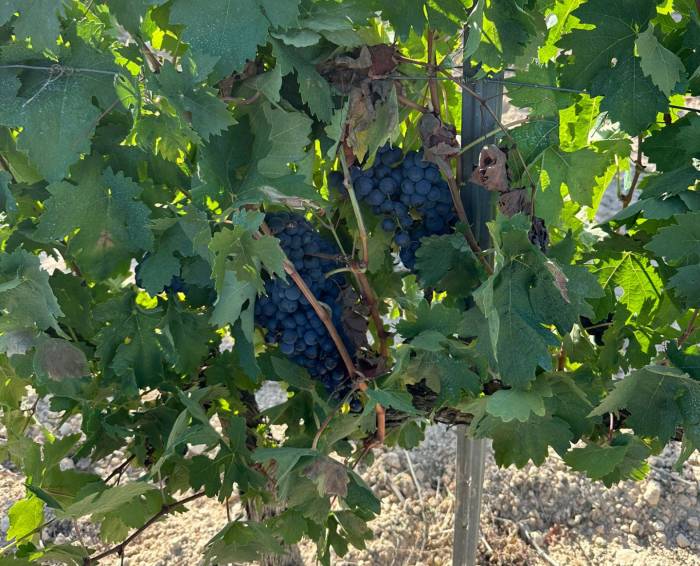 La vendimia en Catalunya cierra con un aumento del 25 por ciento tras superar la sequía