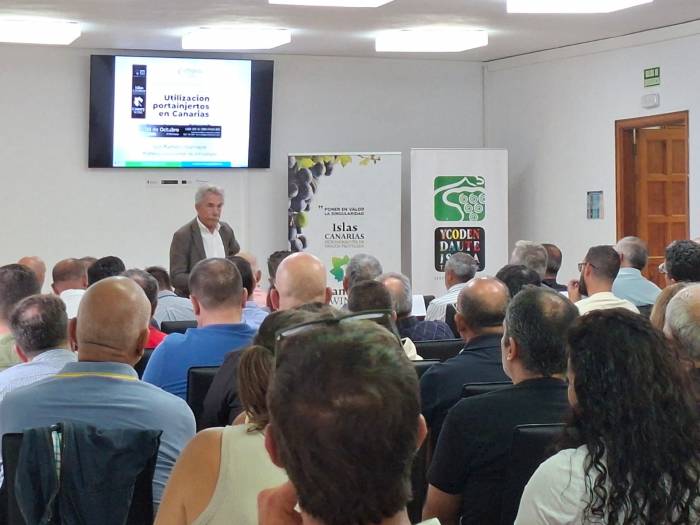 El viñedo canario pierde un tercio de su superficie en diez años y lanza un proyecto experimental para frenar el abandono