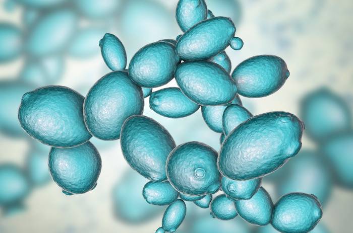 Hanseniaspora vineae reduce la acidez y potencia aromas en vinos con mínima intervención según estudios presentados en seminario