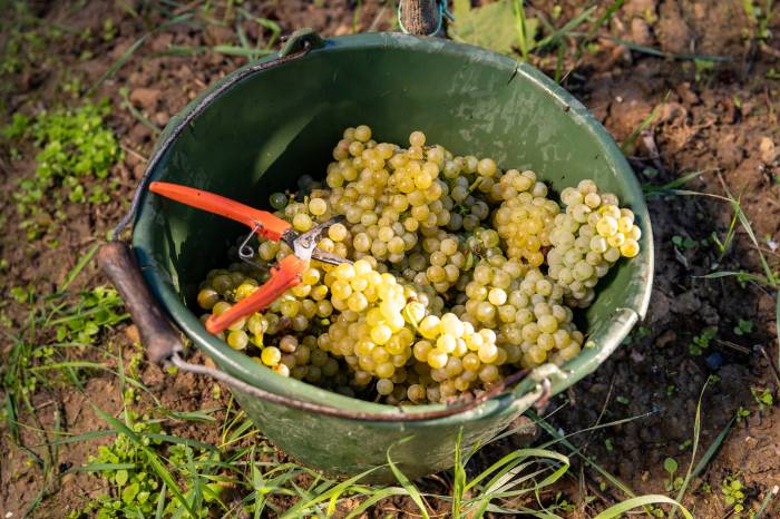 Pfalz Wine Harvest Yields Exceptional Quality Amid Sharp Decline in Volume