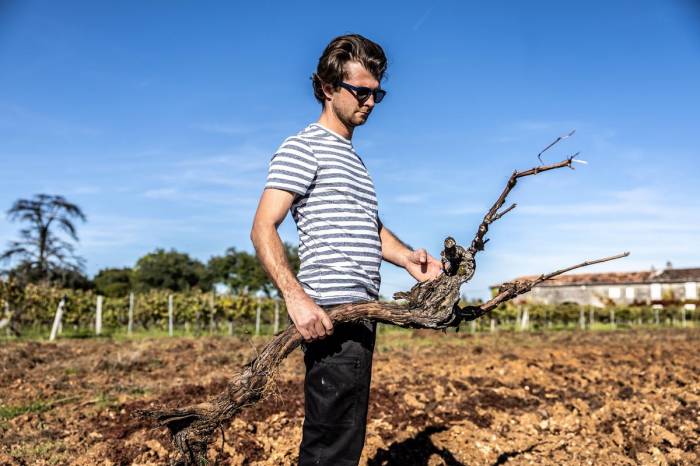 French Winegrowers Uproot Vines as Climate and Market Pressures Mount