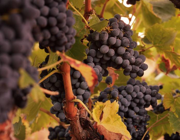 Valais winegrowers face falling sales and full cellars ahead of early high-quality grape harvest