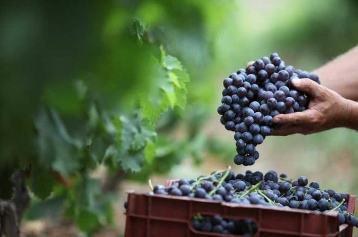 Italy anticipates abundant 2025 grape harvest with high quality despite regional disparities and export concerns