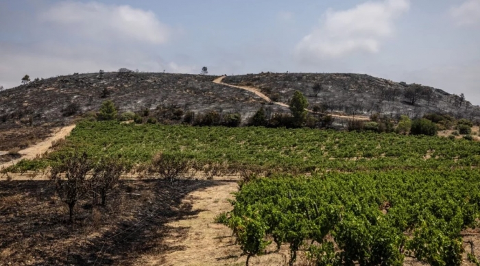 Incendio en Francia arrasa viñedos y obliga a los viticultores a apoyarse en la solidaridad local