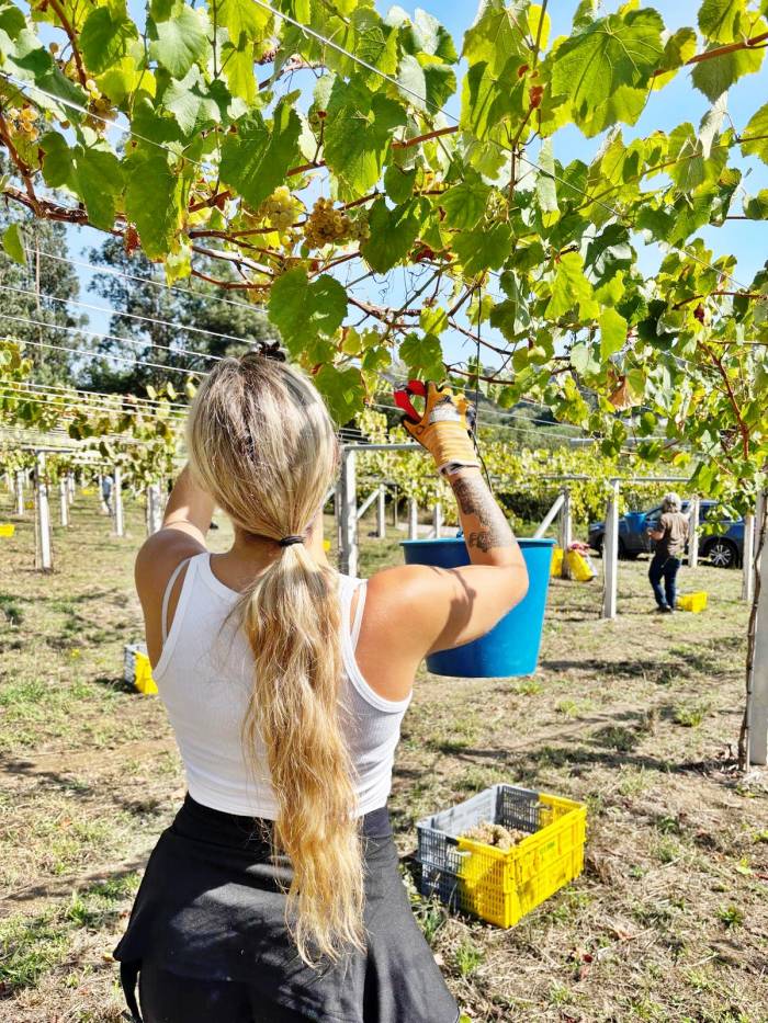 La vendimia de 2025 en Rías Baixas alcanza el ecuador con 31 millones de kilos de uva recogidos