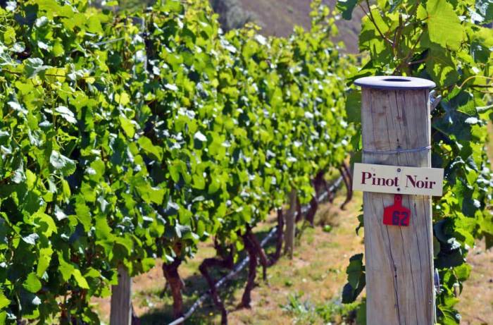 Chilean Winery Cono Sur Sees Rising Pinot Noir Demand in Asia