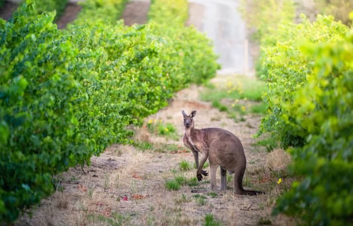 Australian Wine Industry Faces Prolonged Price Pressures and Oversupply Despite China Market Reopening