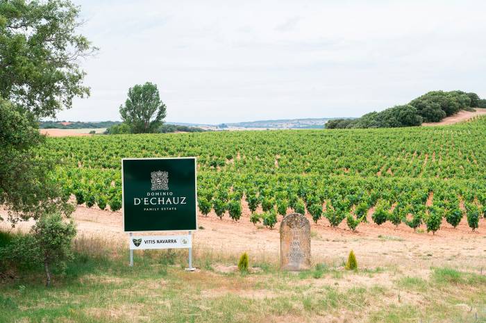 Dominio D’Echauz reúne la mayor colección de biotipos de vid para preservar la diversidad genética en España