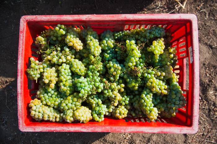 French Wine Production Sees Modest Recovery but Remains Below Average