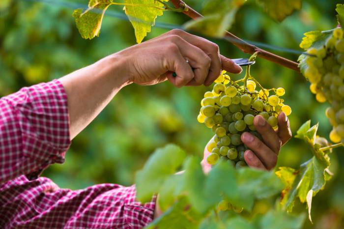 Friuli Venezia Giulia Grape Harvest Projected to Rise Ten Percent in 2025