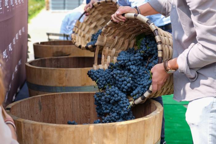 Cepa 21 organiza un taller de vendimia para todos los públicos en Castrillo de Duero