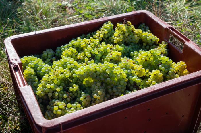 La Unió Llauradora pide un estudio oficial sobre los costes de la uva ante la caída de precios