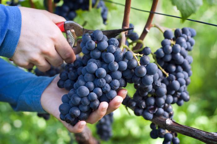 El Gobierno de La Rioja concede 4,4 millones en ayudas a 764 viticultores con dificultades para vender sus uvas