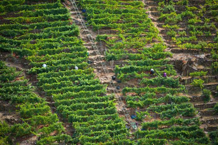 La vendimia en Ribeira Sacra supera el millón de kilos de uva recogidos a mitad de septiembre
