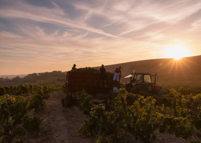 La vendimia en Jerez y Sanlúcar concluye con una producción un 30 por ciento menor que el año pasado