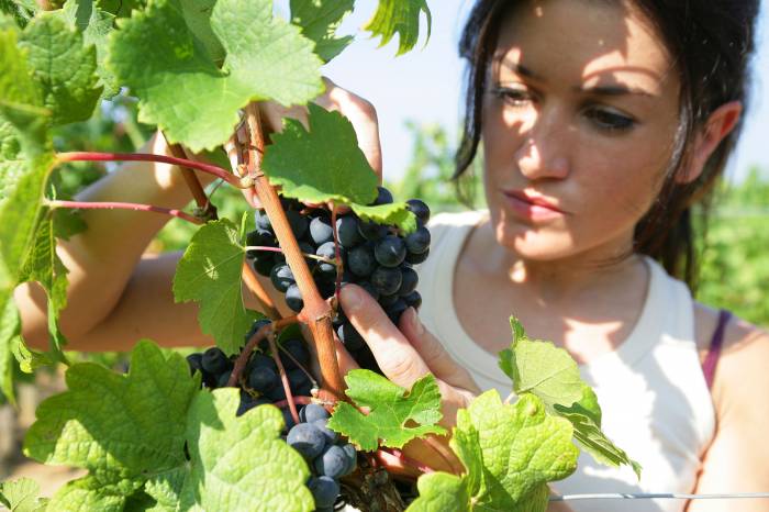 La vendimia en España sufre una de las mayores caídas por calor y sequía