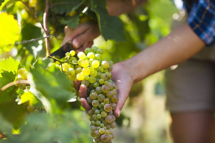 Bergerac Wine Harvest Arrives Early With Low Yields Amid Heat and Drought
