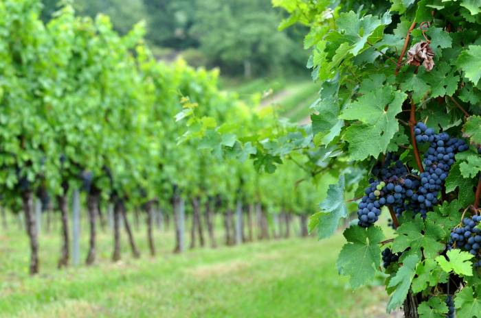 Bordeaux Wine Syndicate Faces Leadership Deadlock Amid Dispute Over Voting Rules