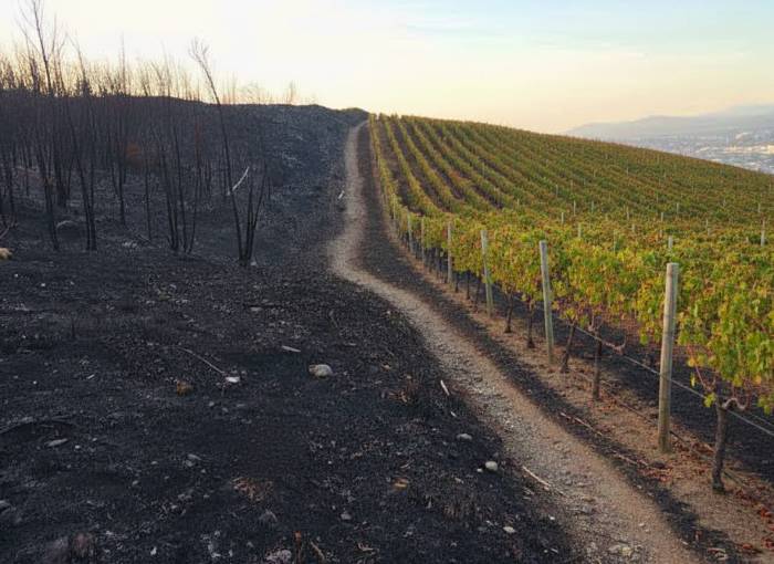La Unión Europea crea un sello para productos agrícolas que frenan incendios forestales