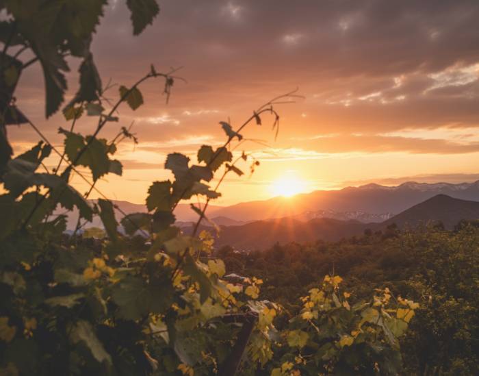 Abandoned Vineyards in France’s Touraine Region Raise Alarms for Wine Industry
