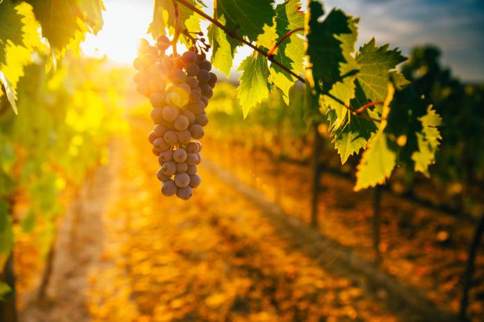 Crimson Lane Vineyards Begins 2025 Harvest With Optimism for Key Varietals in Virginia’s Shenandoah Valley