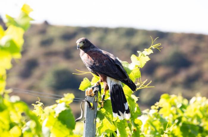 Sussex Vineyard Turns to Birds of Prey for Sustainable Grape Protection