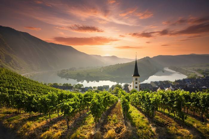 Luxembourg’s Moselle Vineyards See Early, High-Quality Grape Harvest Amid Shifting Climate