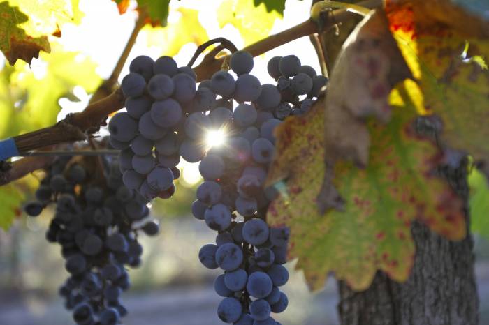 French Wine Output Forecasts Cut After Heatwave and Vineyard Losses