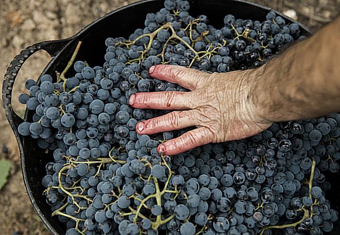 Valpolicella Begins 2025 Grape Harvest With Focus on Quality and Tradition