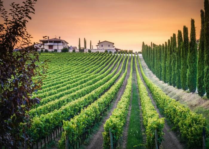 Umbria Wine Production Set for 10 Percent Increase in 2025
