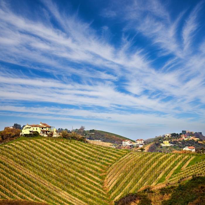 Marche Wine Production Set for Significant Growth in 2025 Amid Favorable Conditions