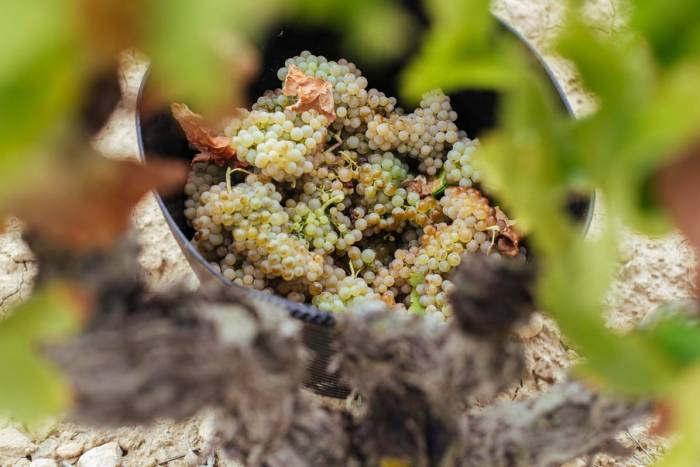 La vendimia en Rioja avanza con buenas perspectivas pero bajo la amenaza de lluvias y calor extremo