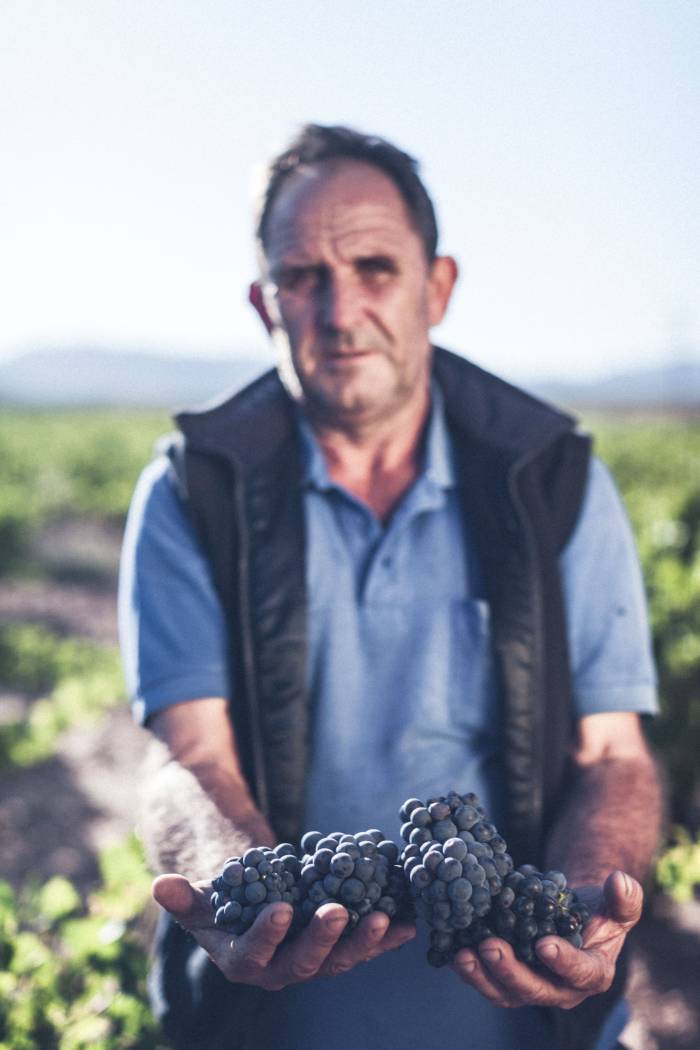 La garnacha celebra su día internacional como símbolo de historia y adaptación en el viñedo europeo