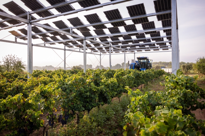Familia Torres prueba energía solar elevada en viñedos para adaptar la viticultura al cambio climático