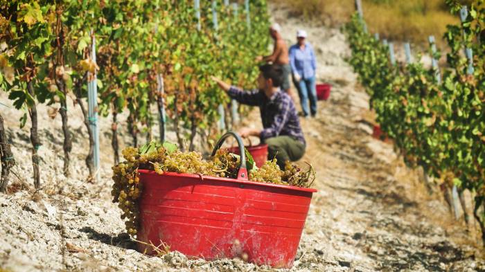Austrian Wine Industry Anticipates Strong 2025 Harvest After Challenging Year