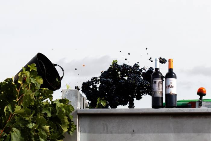Bodegas Familiares Matarromera inicia la vendimia de 2025 en la Ribera del Duero con uvas para vinos desalcoholizados