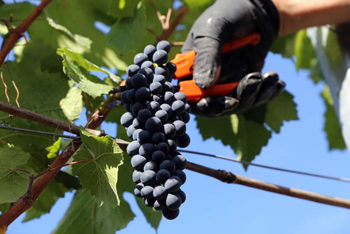 El viñedo de Rioja afronta la vendimia 2025 con buenas condiciones y maduración adelantada