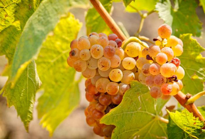 Grape Theft Strikes German and French Vineyards During Harvest Season