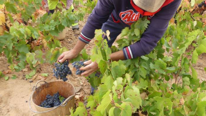 La vendimia en Cariñena prevé un aumento del 7,6 por ciento pese a las inclemencias meteorológicas